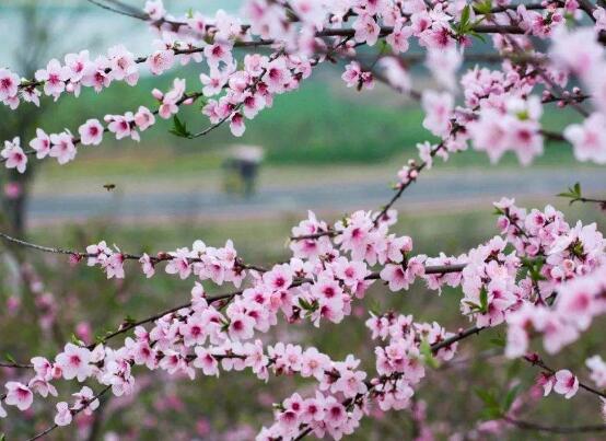 賞花經(jīng)濟(jì)要走得遠(yuǎn)，就得有點(diǎn)新花樣