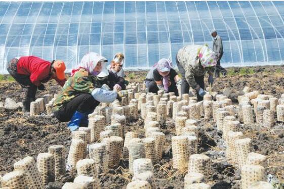 “小蘑菇”做出大文章 拜泉縣打造食用菌扶貧支柱產業(yè)