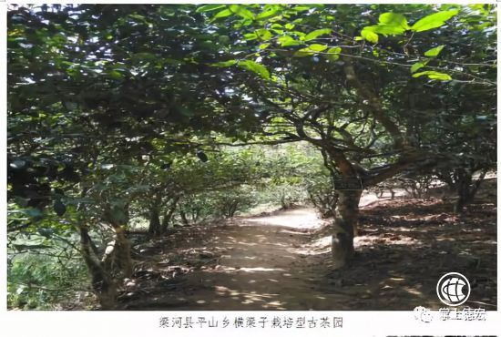 德宏將舉辦古茶樹采摘儀式，這些古茶樹資源值得你了解！