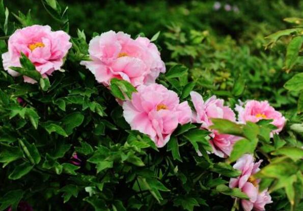 首次發(fā)布！河南曬出生態(tài)產(chǎn)品“家底”