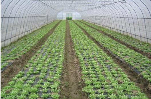 應對寒潮大風降溫天氣 各地多舉措保障“菜籃子”供應充足