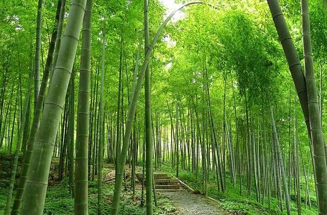 兩項資金管理辦法出臺 財政筑牢林業(yè)草原生態(tài)保護屏障