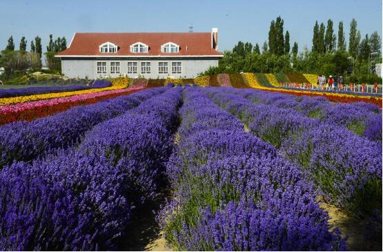 中國“普羅旺斯”步入旅游“花季”