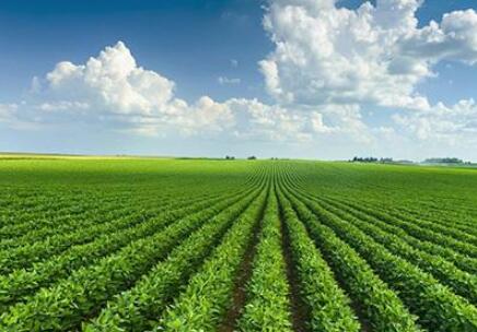 中國經(jīng)濟戰(zhàn)“疫”錄：一季度農(nóng)業(yè)平穩(wěn)發(fā)展