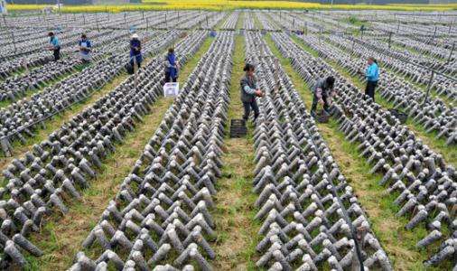 貴州發(fā)展食用菌產業(yè)助力脫貧攻堅