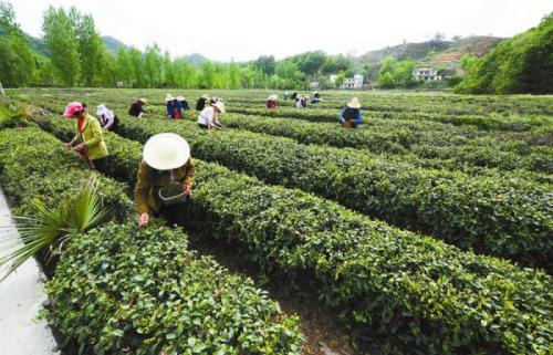 陜西上半年生態(tài)脫貧惠及貧困人口50余萬人