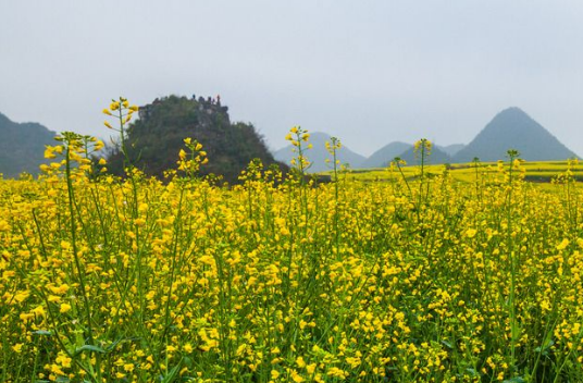 菜籽油成新需求 擴植油菜面積延產(chǎn)業(yè)鏈增附加值