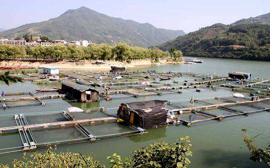 福建漳州持續(xù)推進(jìn)產(chǎn)學(xué)研融合，全面推廣水產(chǎn)優(yōu)新品種