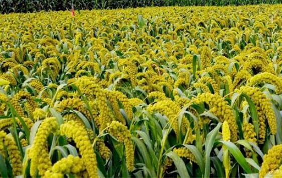 《山西省政策補(bǔ)貼性谷子種植保險(xiǎn)行業(yè)示范條款》發(fā)布