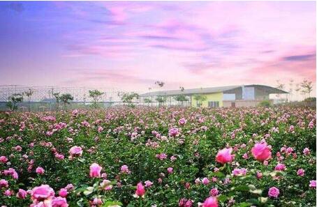 沙漠玫瑰為新疆和田農(nóng)戶(hù)鋪就脫貧路