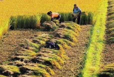 糧食增產(chǎn)在望 養(yǎng)豬信心恢復(fù)