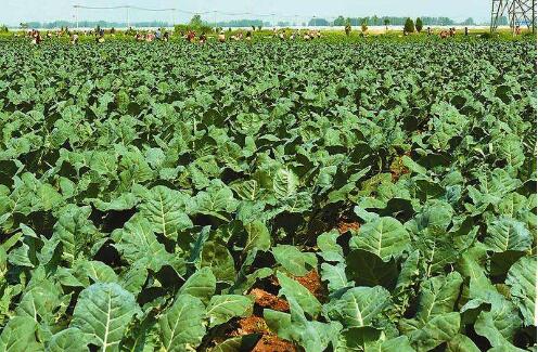 “中國西蘭花之鄉(xiāng)”如何變廢為寶？