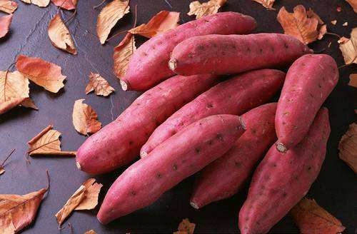 京冀兩地共推甘薯產(chǎn)業(yè)高質量發(fā)展