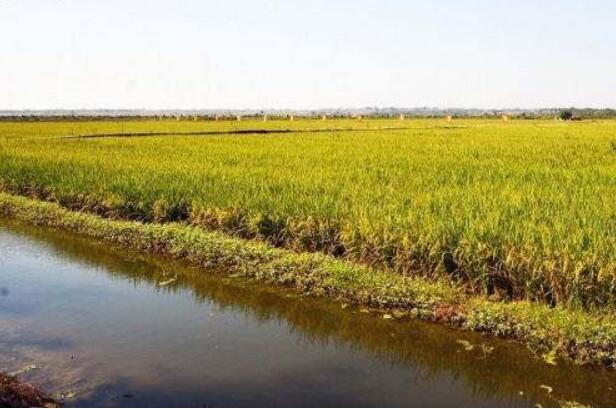 《中國(guó)稻漁綜合種養(yǎng)產(chǎn)業(yè)發(fā)展報(bào)告（2025）》發(fā)布