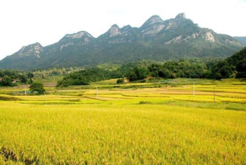 安徽省特色農(nóng)業(yè)助力75.9萬(wàn)貧困戶增收