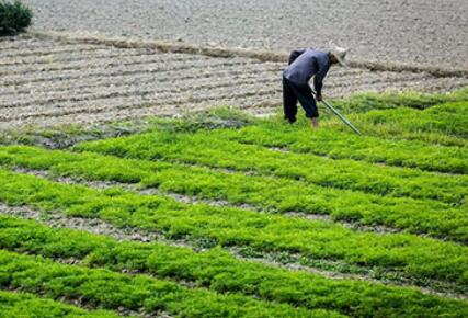 中共中央、國務(wù)院印發(fā)重磅文件 保持土地承包關(guān)系穩(wěn)定并長久不變