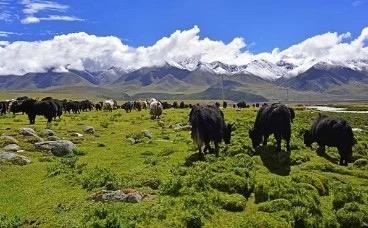 青海貴南：“一人一牛，一人十羊”產(chǎn)業(yè)脫貧穩(wěn)收益