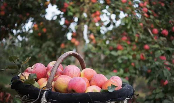 新疆阿克蘇：全鏈布局興林果 產(chǎn)業(yè)增效富鄉(xiāng)村