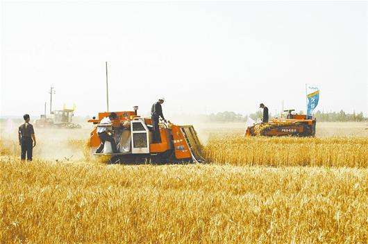 糧食豐收根基穩(wěn)固，綠色生產(chǎn)成為趨勢(shì)  鄉(xiāng)村發(fā)展注入新動(dòng)能