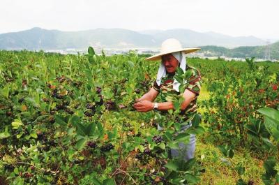 吉林省延邊州休閑農(nóng)業(yè)營業(yè)收入達(dá)20.4億元