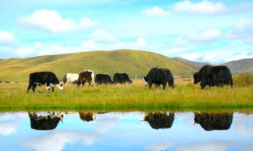 內(nèi)蒙古：量大質(zhì)優(yōu)，向現(xiàn)代化農(nóng)牧業(yè)大步邁進(jìn)