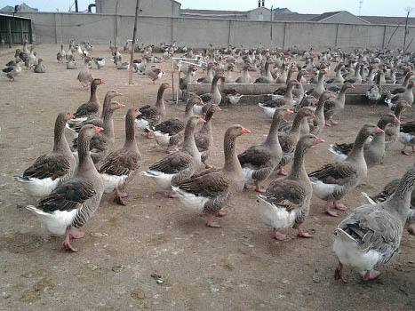 國家林業(yè)和草原：全面整頓野生動物人工繁育、經(jīng)營利用機構(gòu)