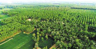 2021年我國(guó)共完成造林種草666.67萬(wàn)公頃