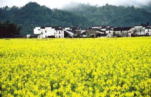 江西婺源：1000萬元?？钪穆脴I(yè)“疫”后重生