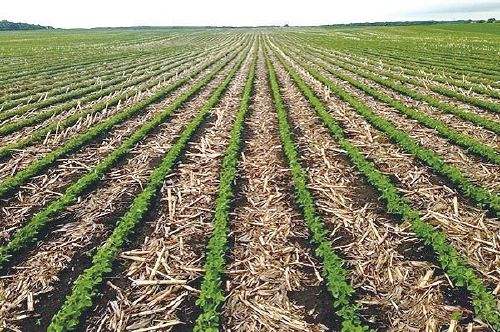 黑龍江全力提升糧食大面積單產(chǎn)