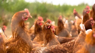 福建九部門聯(lián)合出臺實(shí)施方案 促進(jìn)家禽業(yè)高質(zhì)量發(fā)展