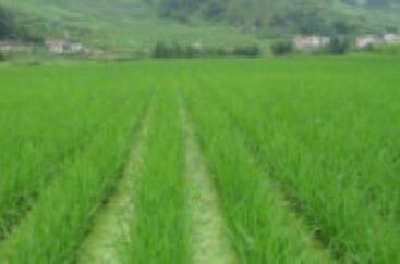 農(nóng)業(yè)農(nóng)村部登記推出特色農(nóng)作物新品種1048個