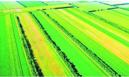 黑龍江佳木斯：調優(yōu)種植結構 質量興農(nóng)增效