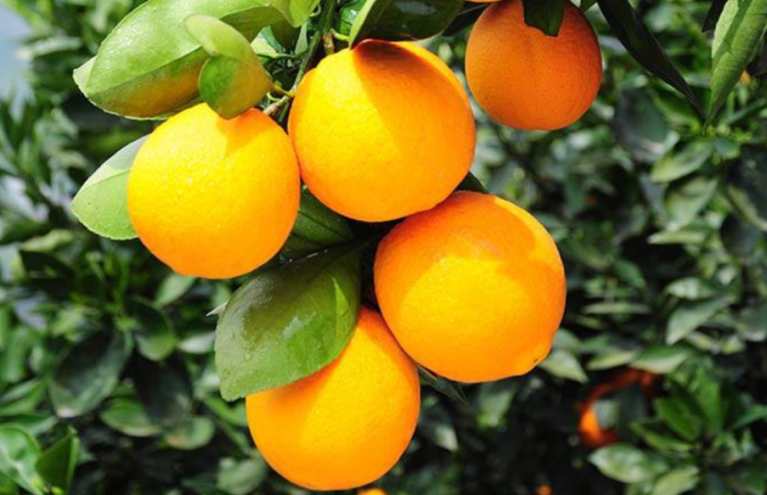 又一個網(wǎng)購節(jié)要來了！已有109家平臺安排上了