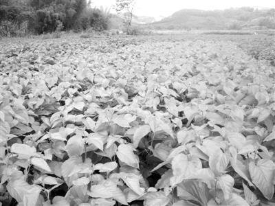 20200507113521243.jpeg 8c1001e93901213f80e8857bf3fc96d72e2e9564.jpeg