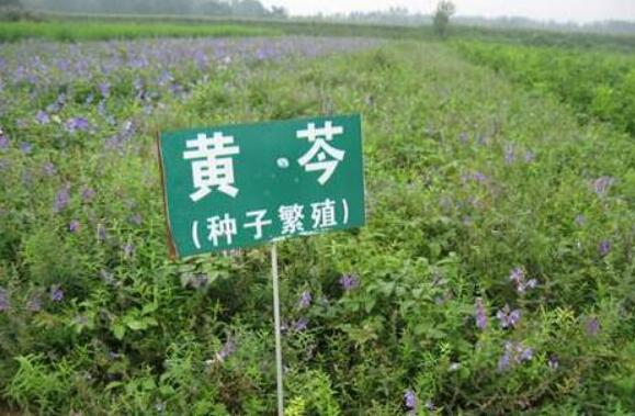 黑龍江：中草藥種植鼓起村民“錢袋子”