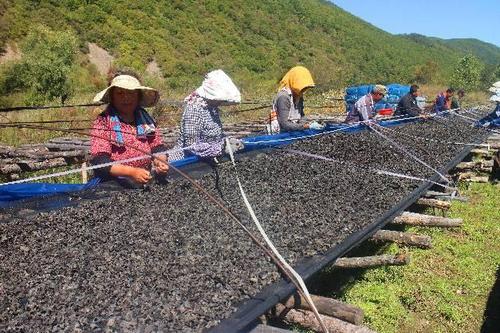 吉林省鄉(xiāng)村振興步履鏗鏘