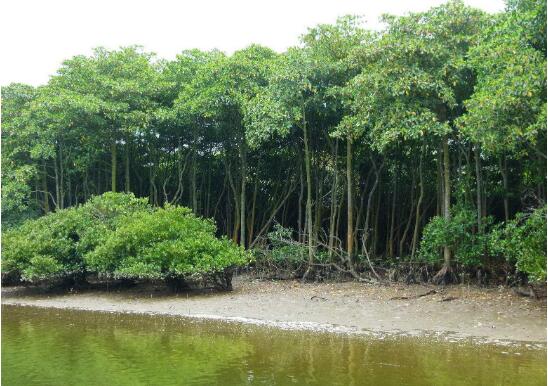 寧德獲福建省首例紅樹林造林新增建設用地指標獎勵