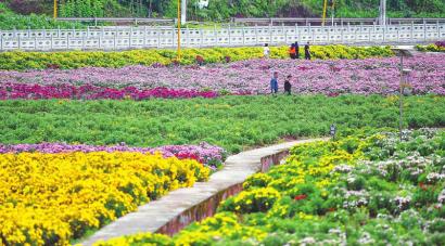 花開天府