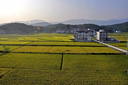 我國農業(yè)農村經(jīng)濟發(fā)展良好 為穩(wěn)增長穩(wěn)就業(yè)穩(wěn)物價提供有力支撐