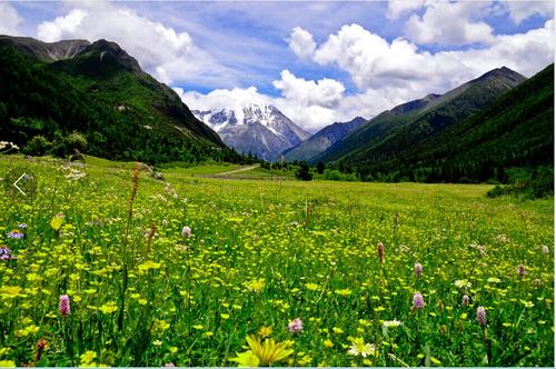 “雪山草地”的致富經(jīng)