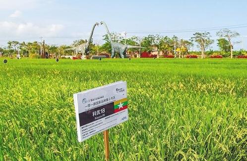 經(jīng)批準的轉(zhuǎn)基因產(chǎn)品都安全——農(nóng)業(yè)農(nóng)村部相關機構(gòu)負責人詳解生物育種產(chǎn)業(yè)化試點