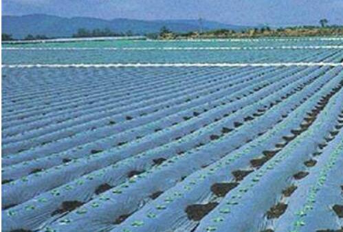 農(nóng)業(yè)農(nóng)村部：建立健全農(nóng)用薄膜管理制度 構(gòu)建全鏈條監(jiān)管體系