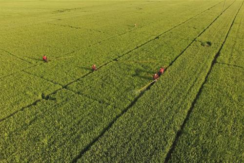 “跟著合作社種糧，咱放心”