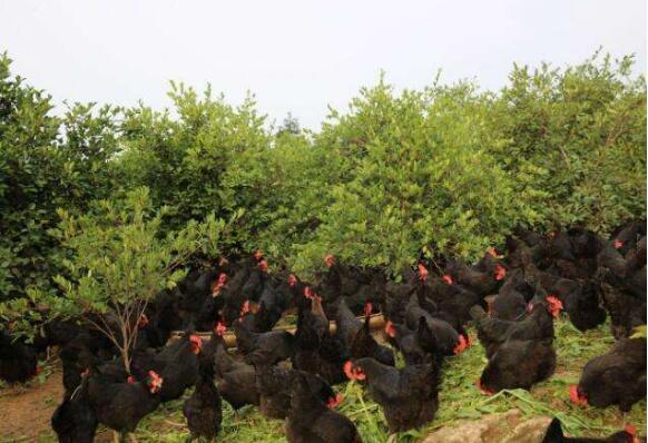 湖南認定扶貧產(chǎn)品突破1萬種 多方助力優(yōu)質(zhì)農(nóng)品進萬家