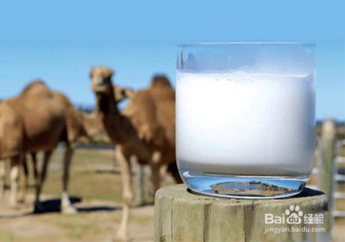 能降血糖、更有營養(yǎng)？專家提醒：高價駱駝奶還有很多“不確定”
