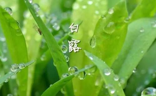 白露節(jié)氣到！為何要飲“白露茶”、吃龍眼？