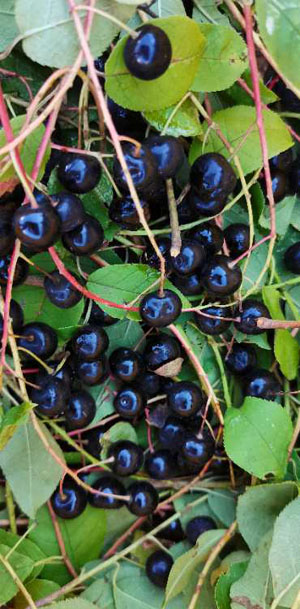 20200913184516202.jpg 1.jpg