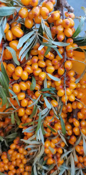 20200913184530117.jpg 2.jpg