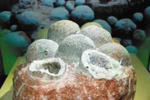 廣東河源堪稱(chēng)現(xiàn)實(shí)版“侏羅紀(jì)公園”