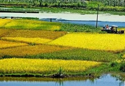 前三季度廣東農林牧漁業(yè)交出亮眼“成績單”